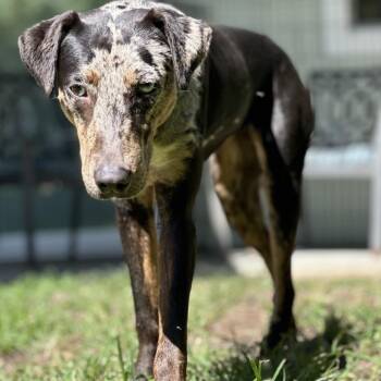 Alora -  Catahoula Leopard Dog Dog for Adoption in Keaau, Hawaii - Alora | PetCurious