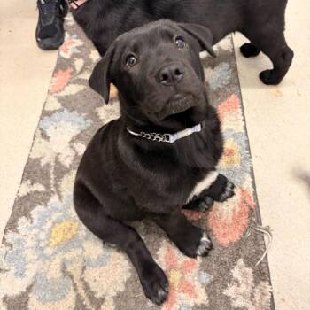 Mixed Breed Dogs Available for Adoption - Rutt - 003890 (In Foster) | PetCurious