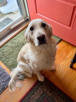 Golden Retriever Dogs Available for Adoption - Dorothy | PetCurious