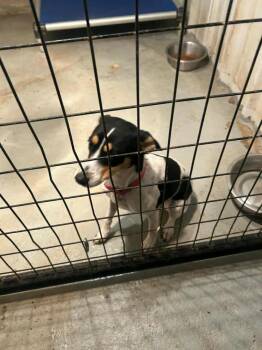 Rescue Jack Russell Terrier Dogs for Adoption in Dripping Springs, Texas - Jackie | PetCurious