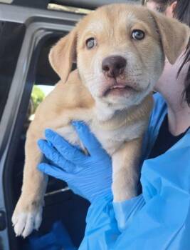 Morgan -  Shepherd and Mixed Breed Dog for Adoption in Fresno, California - Morgan | PetCurious