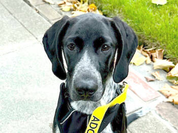 Rescue German Shorthaired Pointer Dogs for Adoption in Menlo Park, California - Wilbur | PetCurious