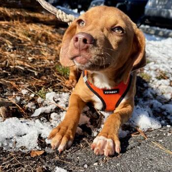 Terrier and Mixed Breed Dogs Available for Adoption - Madame Twinkletoes | PetCurious