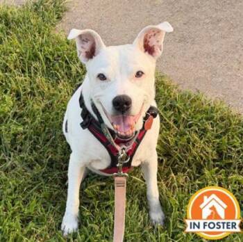 Sophie -  Terrier and Mixed Breed Dog for Adoption in Merriam, Kansas - Sophie | PetCurious