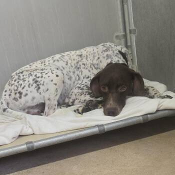 Striker -  German Shorthaired Pointer Dog for Adoption in Murray, Utah - Striker | PetCurious