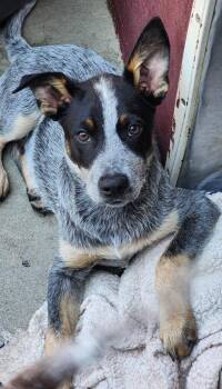 Mizue -  Australian Cattle Dog Blue Heeler Dog for Adoption in Fort Lupton, Colorado - Mizue | PetCurious
