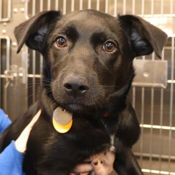 Mixed Breed Dogs Available for Adoption in Port Washington, New York - Midnight | PetCurious