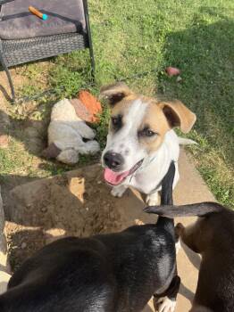 Tony -  Cattle Dog Dog for Adoption in Plano, Texas - Tony | PetCurious