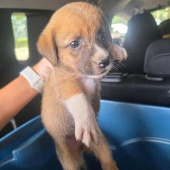 Eeyore -  Collie Dog for Adoption in Lufkin, Texas - Eeyore | PetCurious