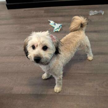 Rescue Mixed Breed Dogs for Adoption in Savannah, Georgia - Fluff Goblin | PetCurious
