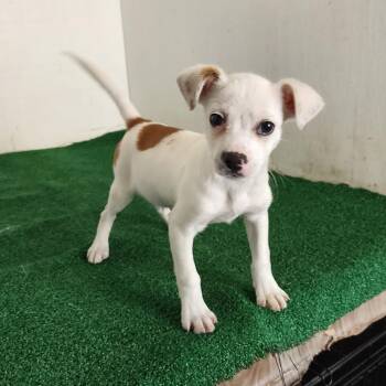 Mixed Breed Dogs Available for Adoption in Boaz, Alabama - Pogo | PetCurious