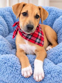 Dune -  Labrador Retriever and Border Collie Dog for Adoption in Mount Laurel Township, New Jersey - Dune | PetCurious