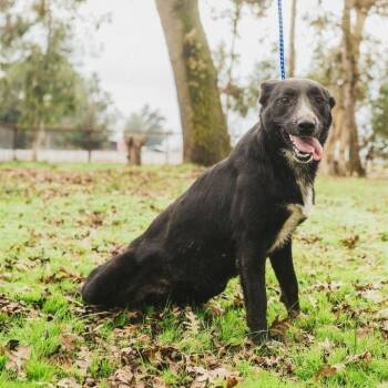 Rescue Mixed Breed and Border Collie Dogs for Adoption in Wilton, California - Daisy | PetCurious