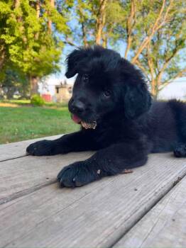 Canyon -  Mixed Breed Dog for Adoption in Sioux Falls, South Dakota - Canyon | PetCurious