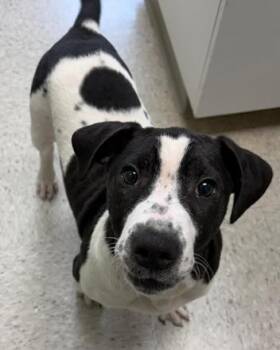 Labrador Retriever and Shar Pei Dogs Available for Adoption in Inez, Texas - Emerson | PetCurious