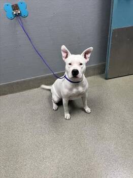 Rescue Pit Bull Terrier Dogs for Adoption in Las Vegas, Nevada - IZZY | PetCurious