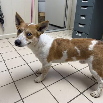 Cardigan Welsh Corgi Dogs Available for Adoption in Tuscaloosa, Alabama - Walker | PetCurious