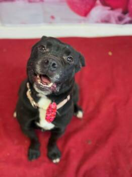 Millie -  Pit Bull Terrier Dog Available for Adoption in Winchester, Indiana - Millie | PetCurious