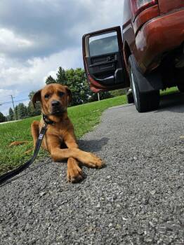 Sandy -  Labrador Retriever Dog for Adoption in Irwin, Pennsylvania - Sandy | PetCurious