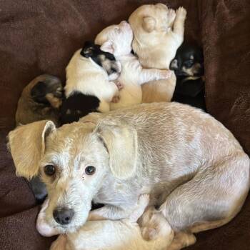 Miniature Poodle and Mixed Breed Dogs Available for Adoption in Richmond, California - GEORGIA O
