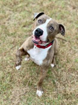 Rescue Mixed Breed Dogs for Adoption in Traverse City, Michigan - Lennon | PetCurious