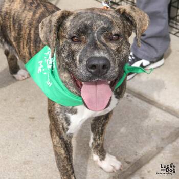 Rescue Shepherd and Retriever Dogs for Adoption in Washington, District Of Columbia - Duke | PetCurious