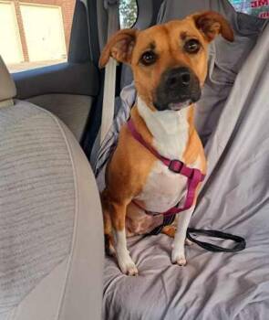 Rescue Pit Bull Terrier Dogs for Adoption in Justin, Texas - *Dolly | PetCurious