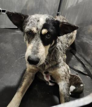ASAJJ -  Australian Cattle Dog Blue Heeler Dog for Adoption in San Antonio, Texas - ASAJJ | PetCurious