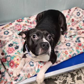 Mixed Breed and Pit Bull Terrier Dogs Available for Adoption - Nena | PetCurious