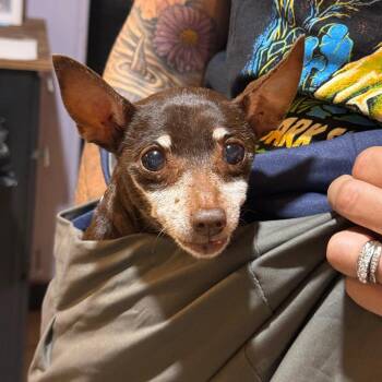 Abuelita -  Chihuahua Dog for Adoption in Savannah, Georgia - Abuelita | PetCurious