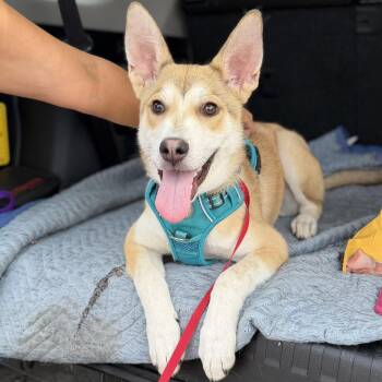 Shiba Inu Dogs Available for Adoption in San Diego, California - Rocco | PetCurious