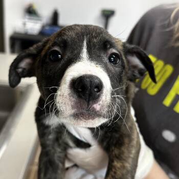 Australian Cattle Dog Blue Heeler Dogs Available for Adoption in Manchester, New Hampshire - Dena In NH! Come Meet Our Adoptable Dogs Wed-Sat More Info In Bi | PetCurious