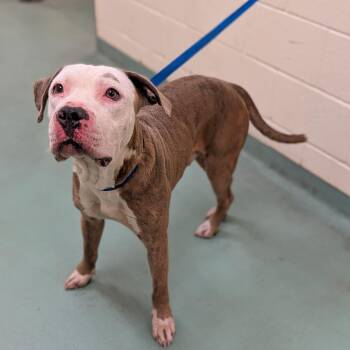 Mixed Breed Dogs Available for Adoption in Memphis, Tennessee - Bruce | PetCurious