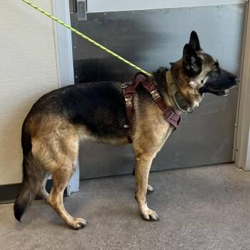 Mixed Breed Dogs Available for Adoption in Las Cruces, New Mexico - Evie | PetCurious