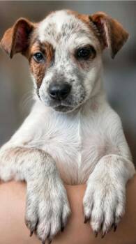 Natty -  Cattle Dog and Terrier Dog for Adoption in El Dorado, Arkansas - Natty | PetCurious