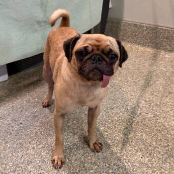 IVHS-Stray-140138 -  Pug Dog for Adoption in San Gabriel, California - IVHS-Stray-140138 | PetCurious