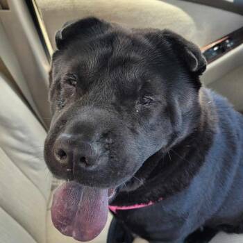 Rescue Shar Pei Dogs for Adoption in Hollywood, Florida - FOXY BROWN | PetCurious