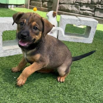 sienna 2905 -  Mixed Breed Dog for Adoption in Loxahatchee Groves, Florida - Sienna 2905 | PetCurious