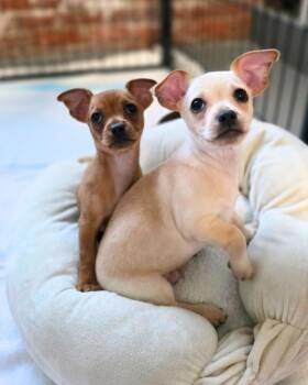 Chihuahua Dogs Available for Adoption - Arugula | PetCurious