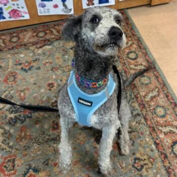 Miniature Poodle Dogs Available for Adoption in Walden, New York - Ralphie | PetCurious