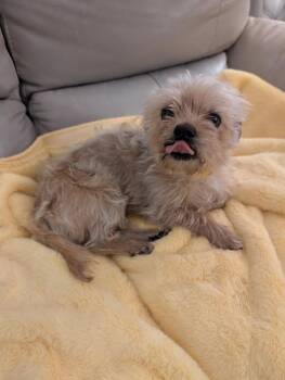 Yorkshire Terrier and Maltese Dogs Available for Adoption in Caldwell, New Jersey - Brownie | PetCurious