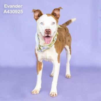 EVANDER -  Pit Bull Terrier and Mixed Breed Dog for Adoption in Conroe, Texas - EVANDER | PetCurious