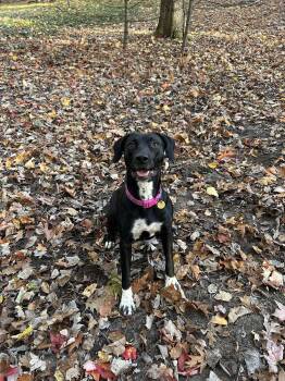 Rescue Black Labrador Retriever Dogs for Adoption in Traverse City, Michigan - Maude | PetCurious