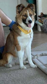 Lacey -  Collie Dog for Adoption in Parker, Colorado - Lacey | PetCurious
