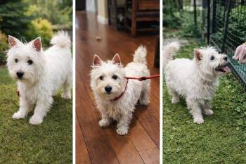 West Highland White Terrier Westie Dogs Available for Adoption - Duke | PetCurious