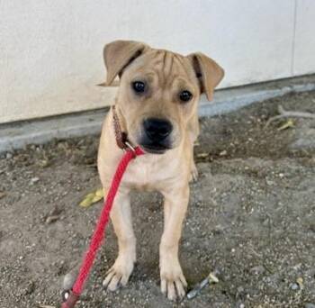 TOKYO -  Pit Bull Terrier and Mixed Breed Dog for Adoption in Martinez, California - TOKYO | PetCurious
