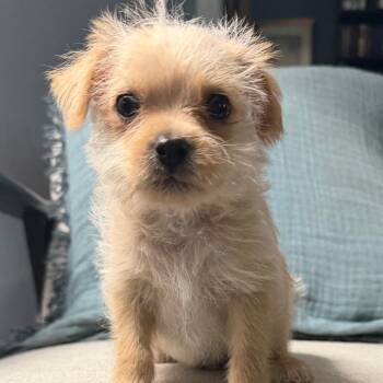 Terrier Dogs Available for Adoption in Las Vegas, Nevada - Gouda | PetCurious