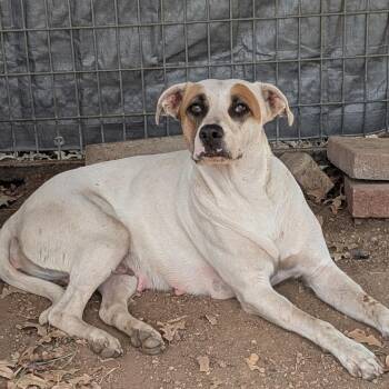 Bonnie -  Pit Bull Terrier and Mixed Breed Dog for Adoption in Buchanan Dam, Texas - Bonnie | PetCurious