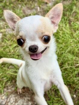 Scarlet -  Chihuahua Dog for Adoption in Lucedale, Mississippi - Scarlet | PetCurious