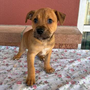 Shepherd Dogs Available for Adoption - Mac | PetCurious